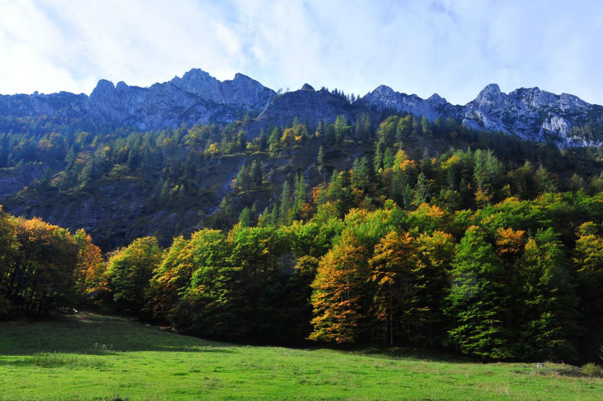 Wald mit beginnender Laubfärbung vor Gebirgskette