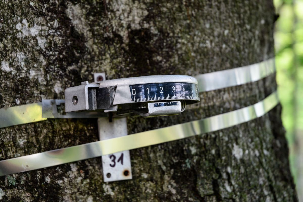 An einem Baumstamm angebrachtes manuelles Dendrometer 