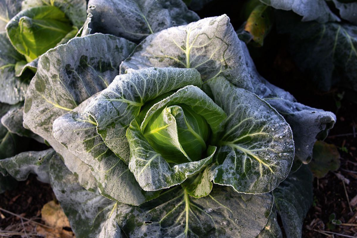 Ein Wintersalat mit Raureif an den Blättern.