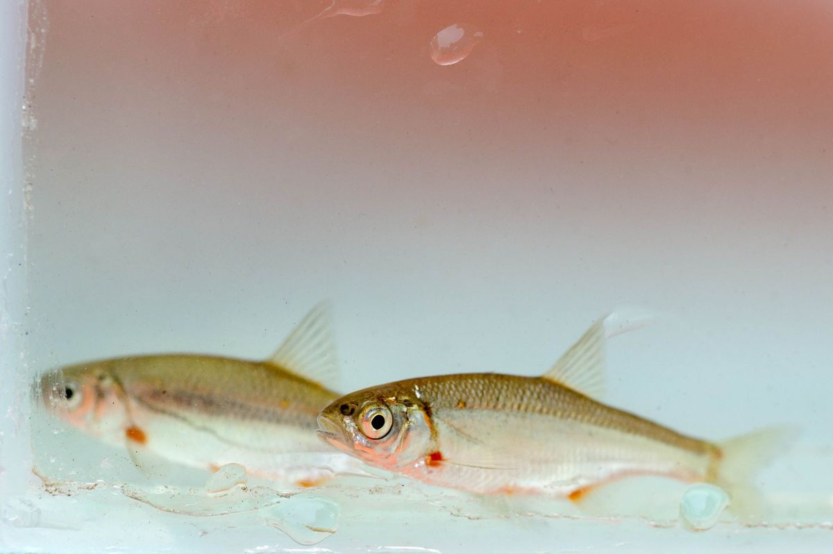 Zwei Fische.
