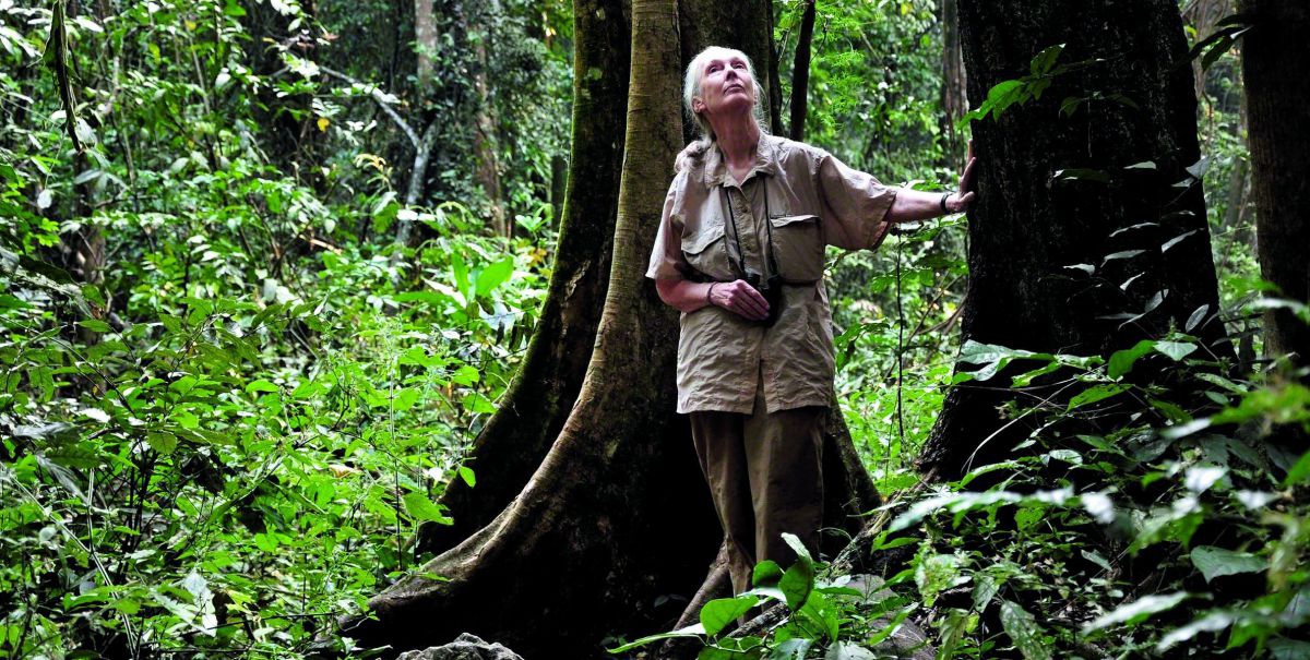 Jane Goodall steht am Fuße eines großen Baumes und blickt nach oben. Um ihren Hals hängt ein Fernstecher.