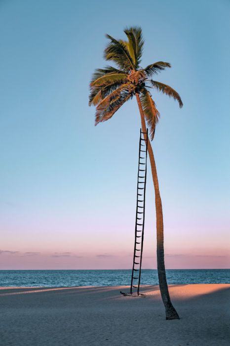 Foto einer Palme am Strand an die eine gezeichnete Leiter gelehnt ist.