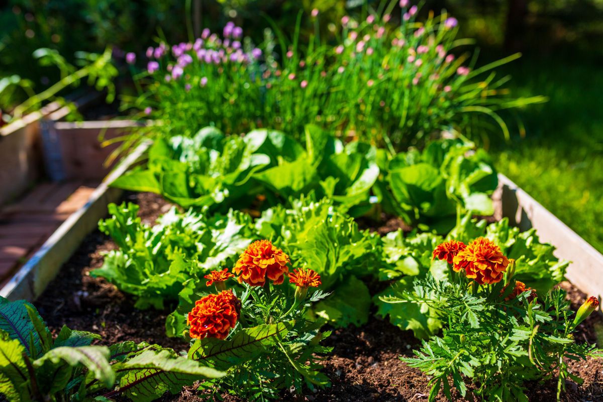 Ein Hochbeet mit Blumen und Salat.