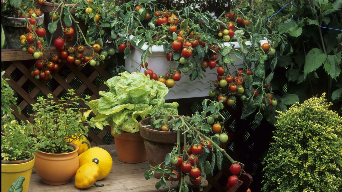 Kirschtomaten, Kräuter und Salat in Töpfen auf einem Tischchen sowie auf kleinen Regalbrettern und im Hängekorb verteilen die Pflanzen auf unterschiedliche Höhen.