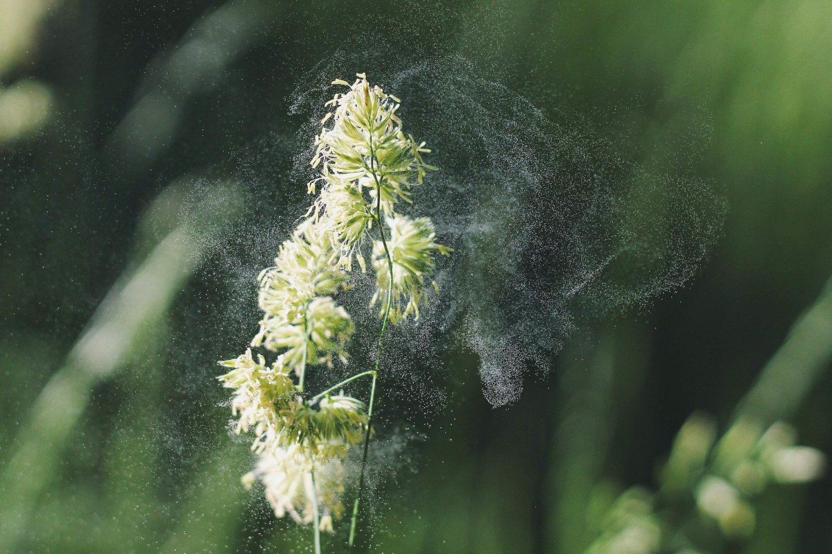 Nahaufnahme einer Pflanze von der surch Schütteln eine Wolke von Pollen freigesetzt wird.