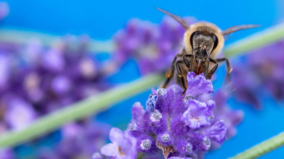 Eine Wildbiene sitzt auf einer Lavendelblüte.