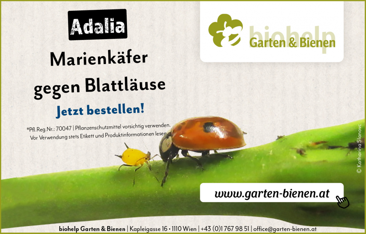 Ein Marienkäfer und eine Blattlaus in Nahaufnahme. Text: Adalia Marienkäfer gegen Blattläuse. Jetzt bestellen. www.garten-bienen.at
