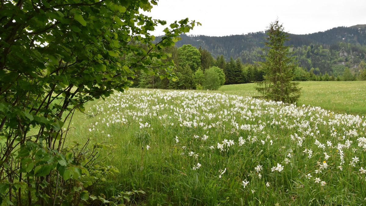 Eine Wiese mit unzähligen weißen Blumen.
