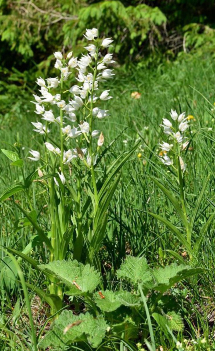 Eine Wiesenblume mit spitzen grünen Blättern und mehreren weißen Blüten.
