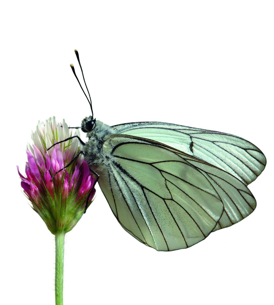 Ein grünlich-weißer Falter mit schwarzer Aderung sitzt auf einer pinken Kleeblüte.
