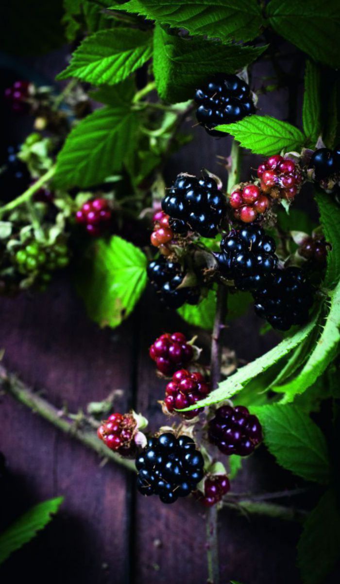 Brombeeren verschiedener Reife an einem Ast.