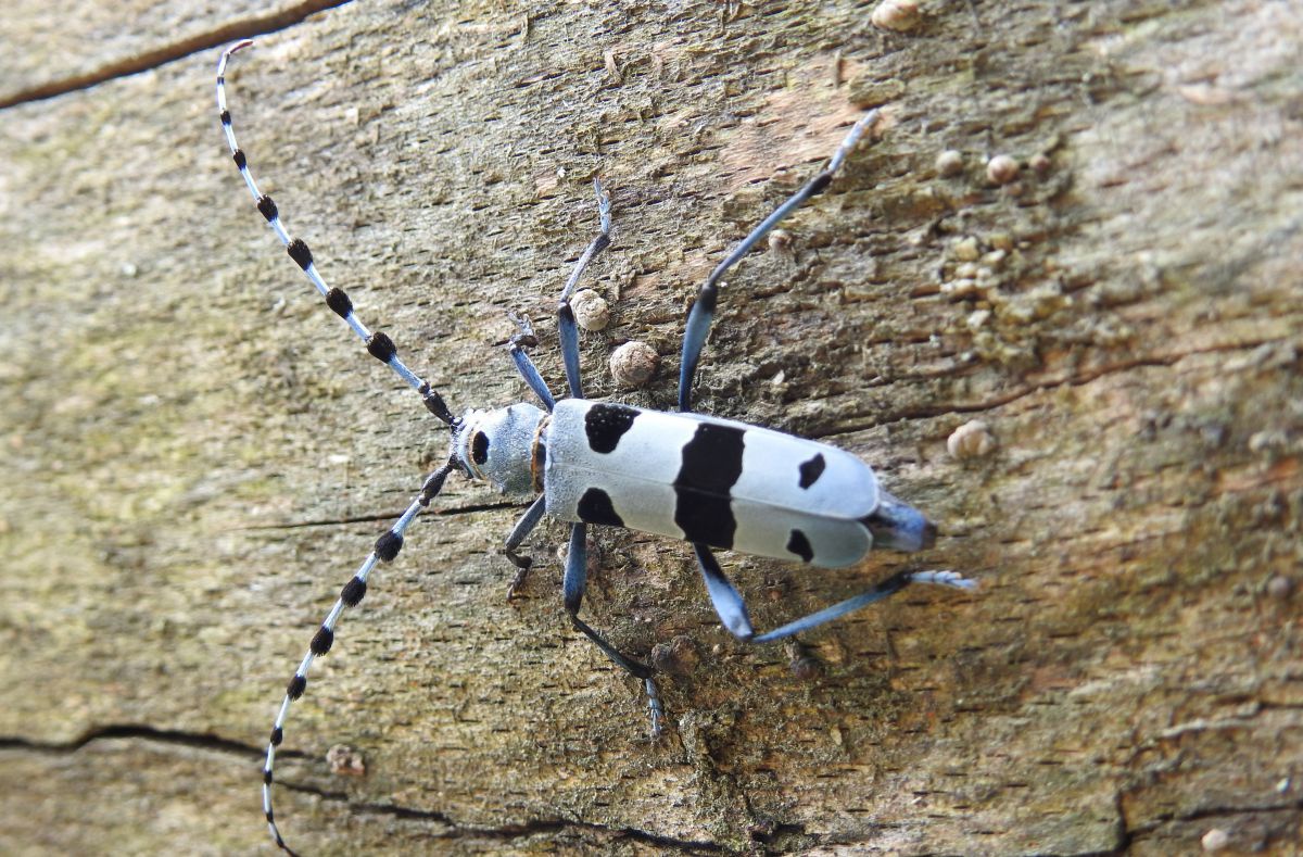 Ein Alpenbockkäfer sitzt auf einem alten Baum.