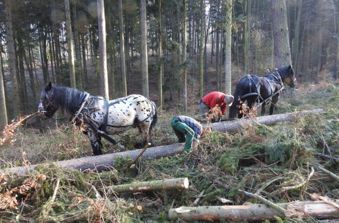Zwei Männer und zwei Pferde arbeiten im Wald gefällte Bäume auf.
