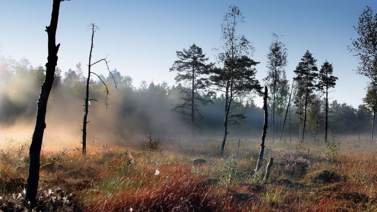 Eine Moorlandschaft mit rötlichen Gräsern und einigen dünnen Bäumen. Nebel hängt über dem Boden, die Sonne scheint.