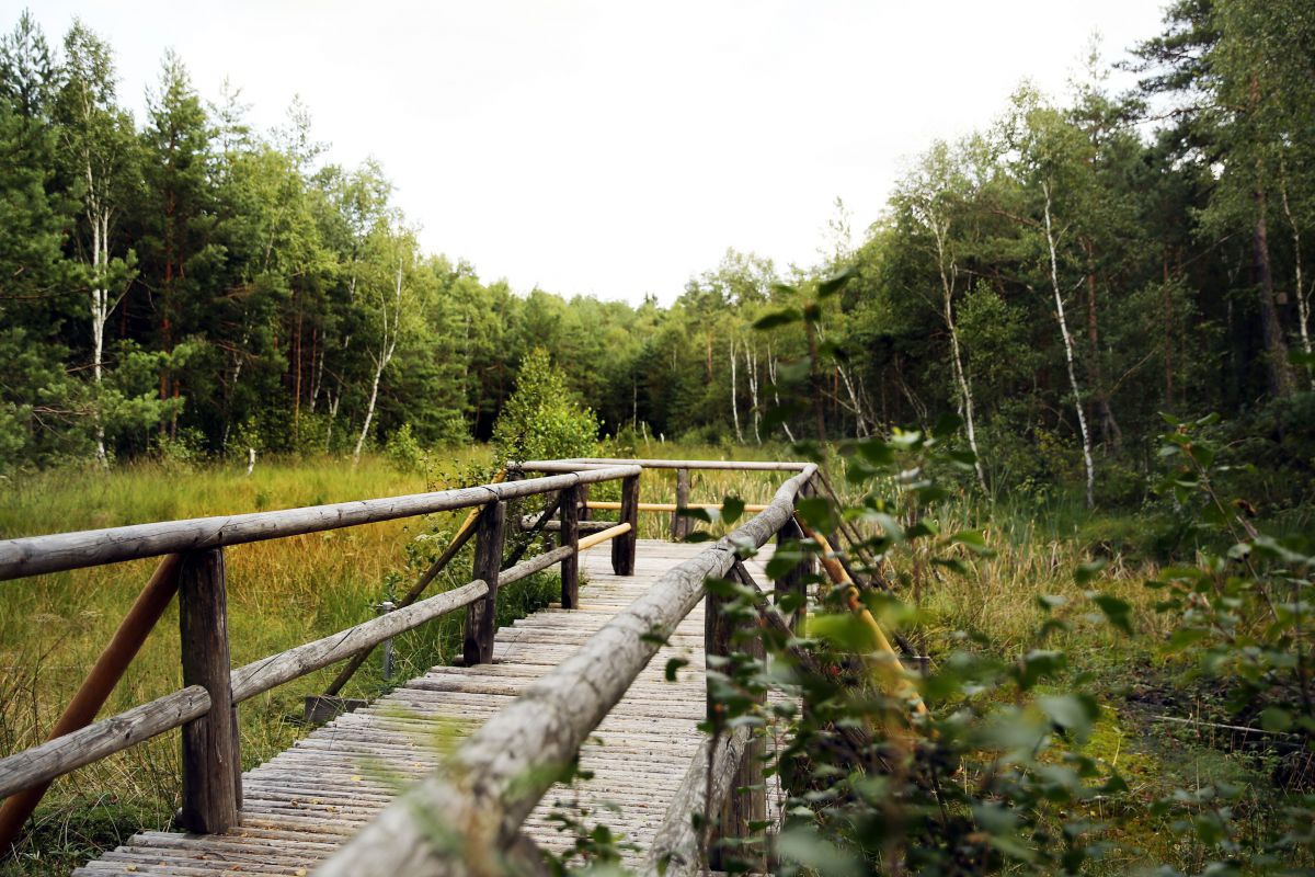Ein Holzsteg führt in eine Moorlandschaft hinein.