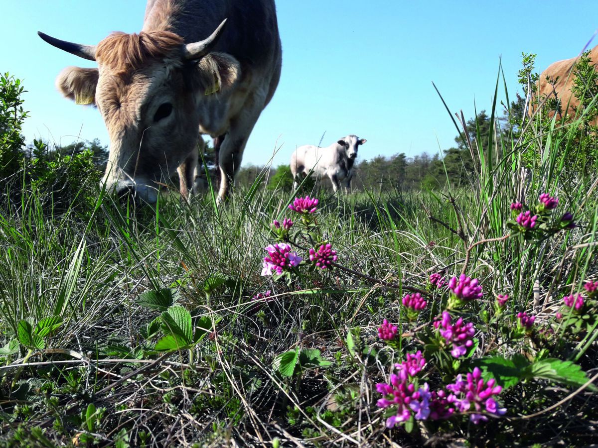 Eine Nahaufnahme einer trocken aussehenden Wiese: Im Vordergrund der Kopf einer Kuh, die sich an pinke Blüten und spitze Grashalme heranäst. Im Hintergrund offene Fläche und ein Schaf.