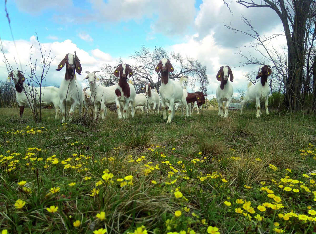 Eine Wiese mit gelben Blüten. Darauf eine Gruppe braun-weiß gescheckter Ziegen.