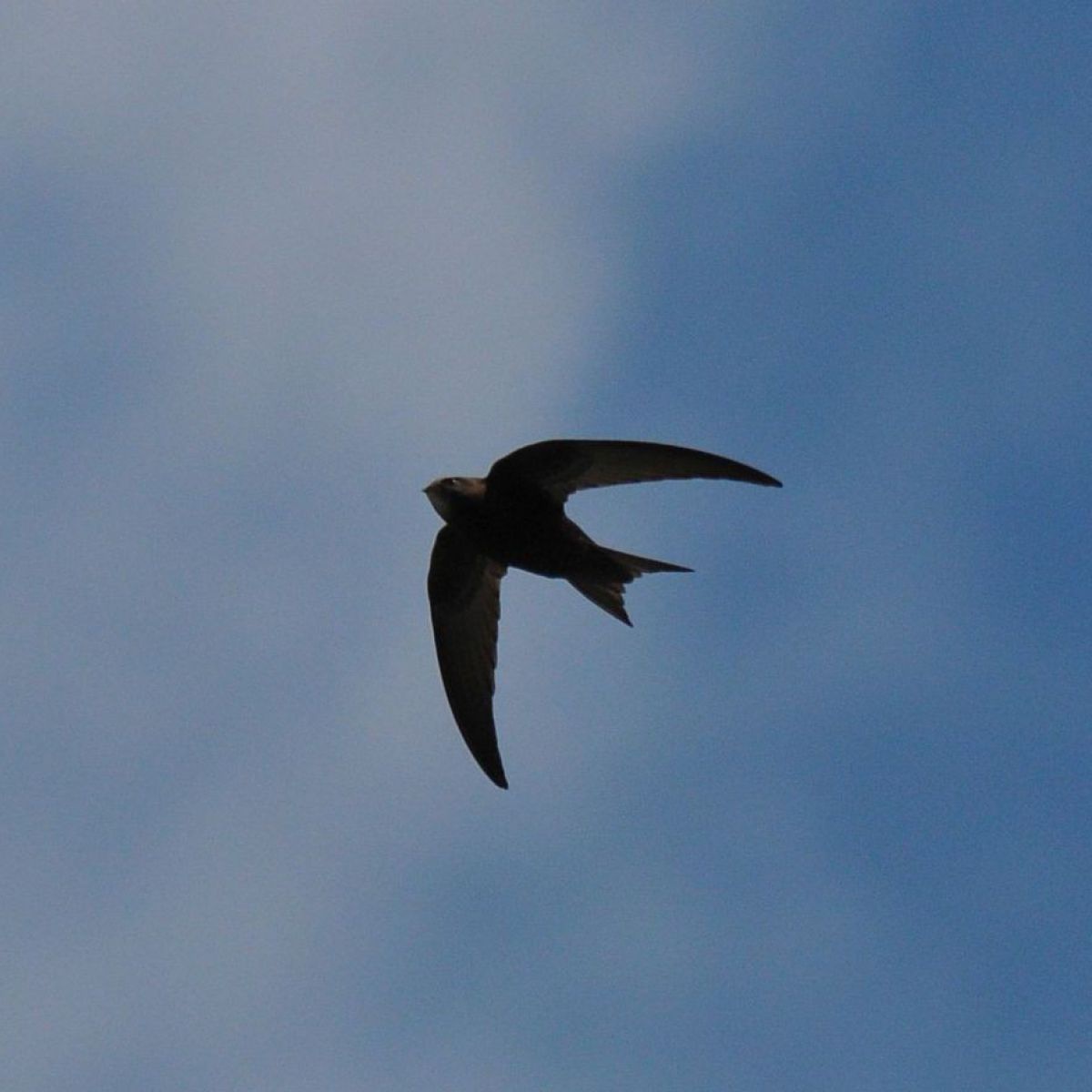 Ein Mauersegler im Flug vor blauem Himmel.