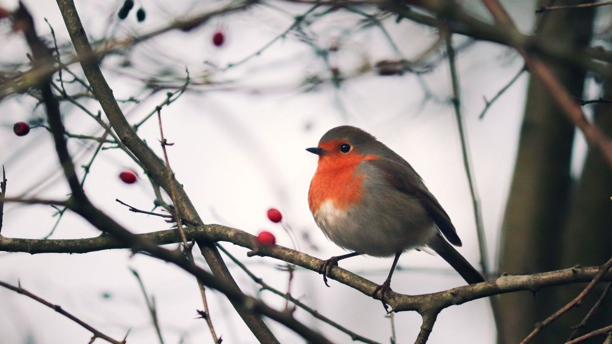 Ein Rotkehlchen auf einem Ast. Der Strauch ist bereits kahl, nur einzelne rote Beeren hängen noch daran.