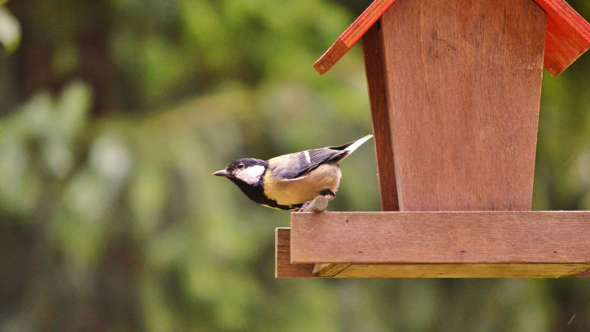 Eine Kohlmeise sitzt auf einem Futterhäuschen aus Holz.