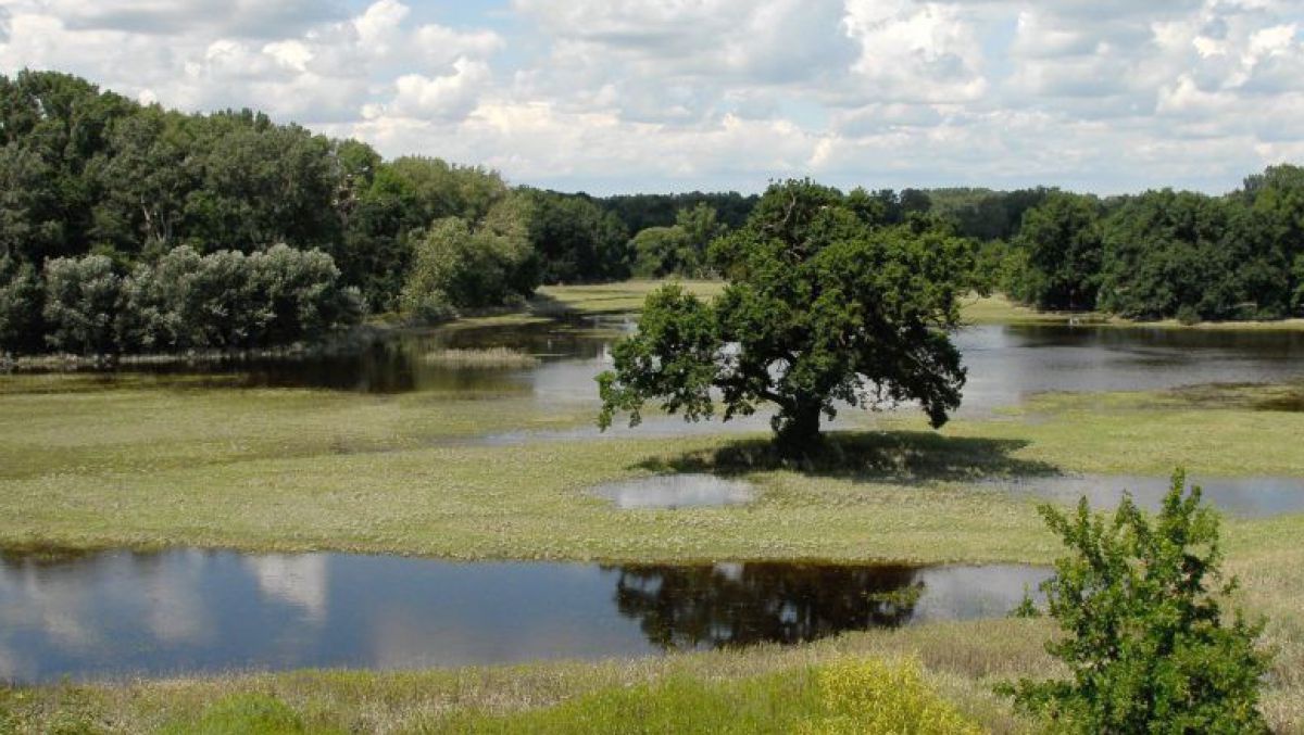 Eine Auenlandschaft mit Wasserflächen, Schilf- und Gräsergürteln und Auwäldern sowie weißbewölktem Himmel.
