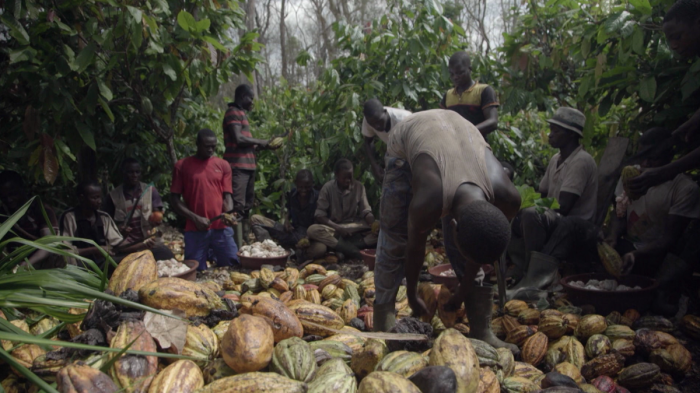 Eine Gruppe Schwarzer Menschen bearbeiten einen Berg von Kakaofrüchten.