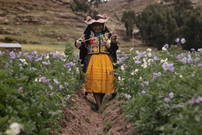 Eine traditionell peruanisch gekleidete Frau schreitet zwischen zwei Feldreihen auf die Kamera zu.