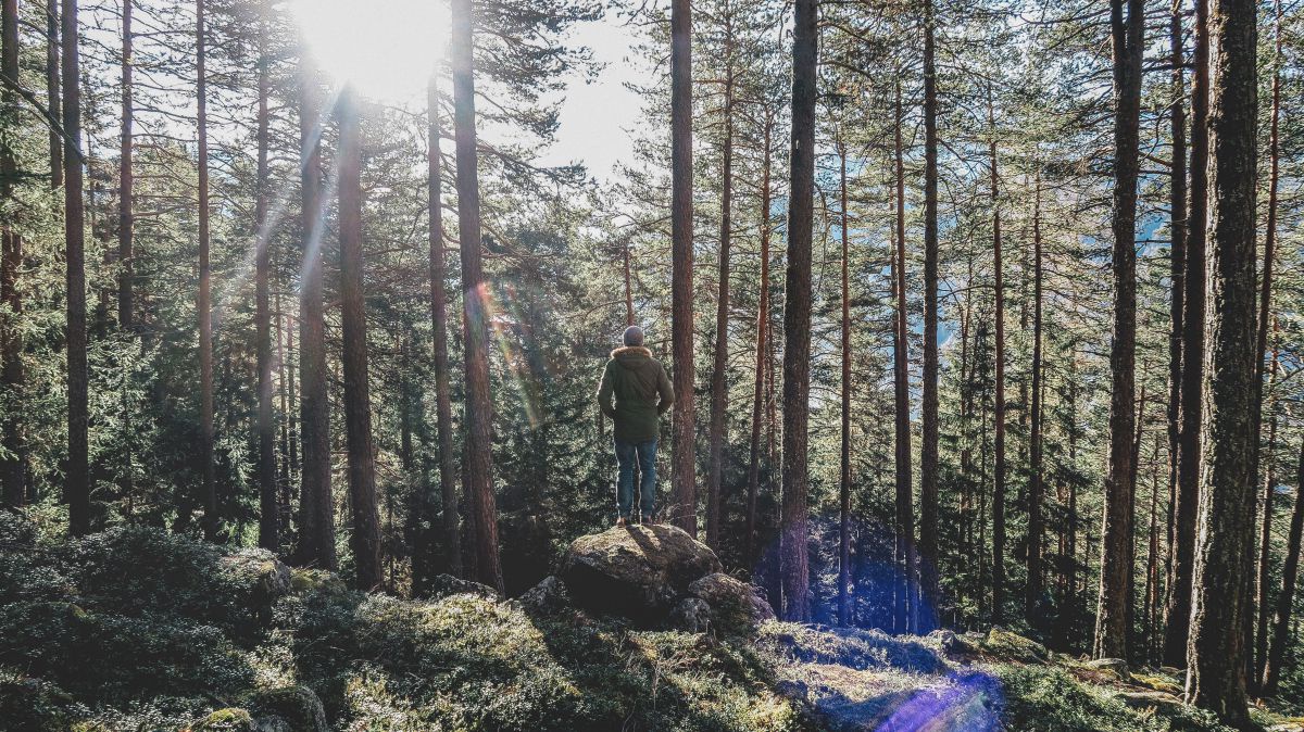 Ein Mann steht in einem Wald auf einem bemosten Stein. Man sieht seinen Rücken und die Sonne, die durch die Bäume strahlt.