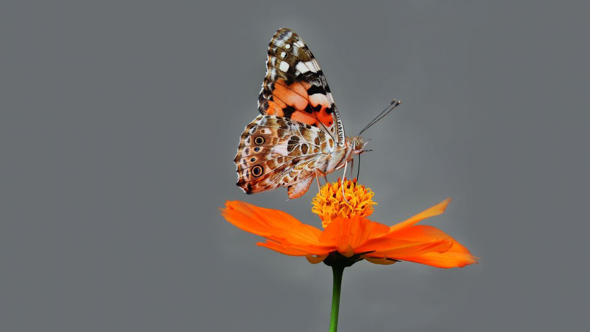 Ein farbenprächtiger Schmetterling sitzt auf einer leuchtend orangen Blüte.