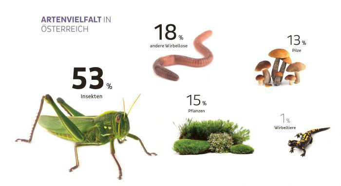 Überschrift: Artenvielfalt in Österreich. Darunter sind Vertreter der jeweiligen Gruppen mit Prozenten angegeben: 53% Insekten, 18% andere Wirbellose, 15% Pflanzen, 13% Pilze, 1% Wirbeltiere