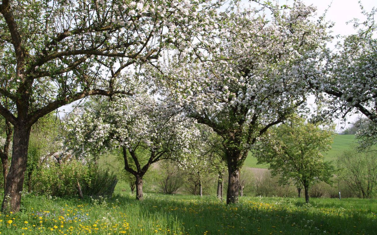 Blühende Abfelbäume auf einer Streuobstwiese, im hohen Gras blühen viele gelbe Blüten, die Sonne scheint und die Bäume spenden Schatten.