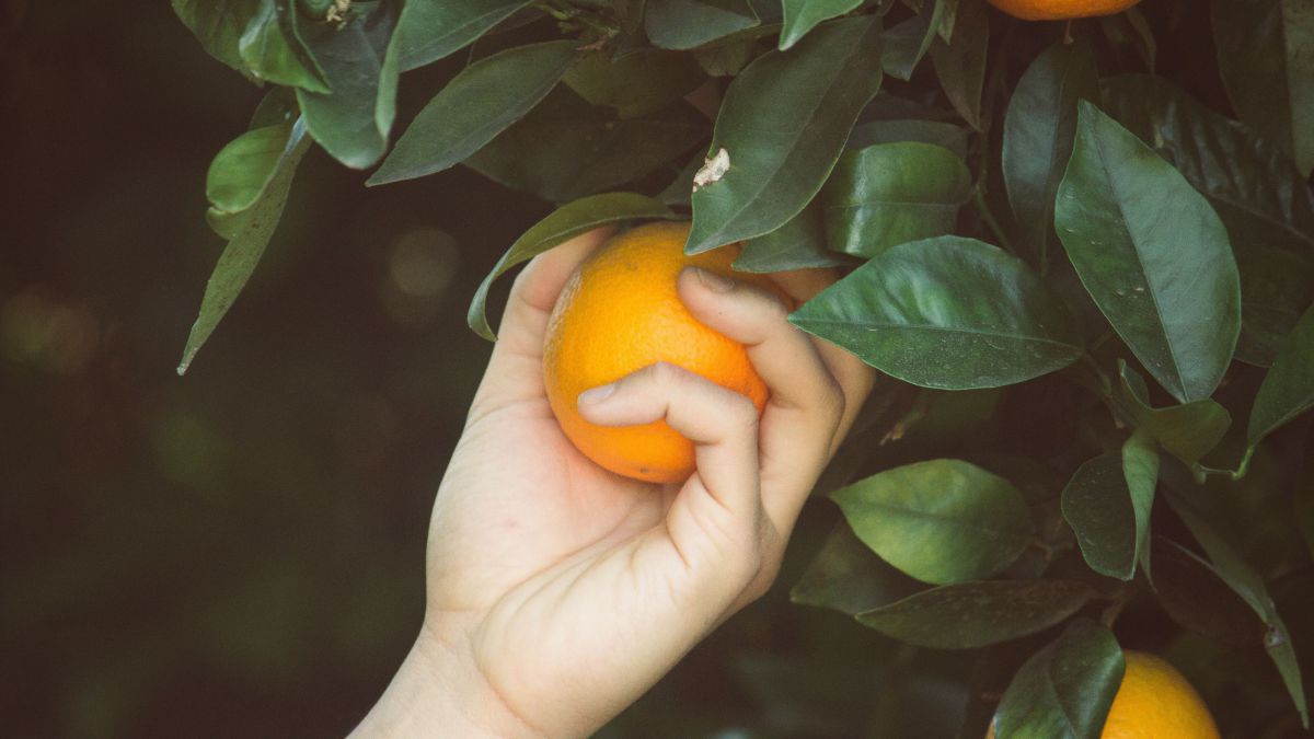 Eine Hand pflückt eine Orange vom Strauch. 
