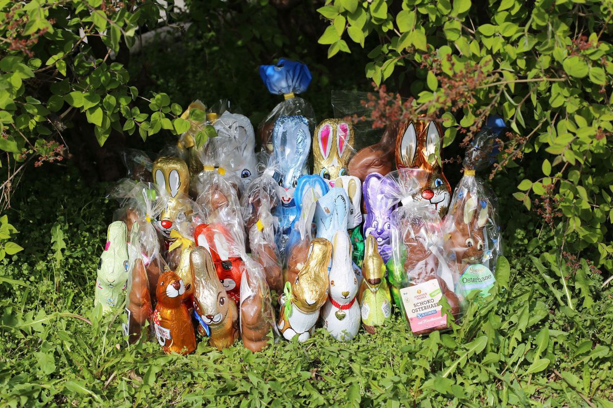 Die 36 getesteten Schokohasen stehen im grünen Gras.