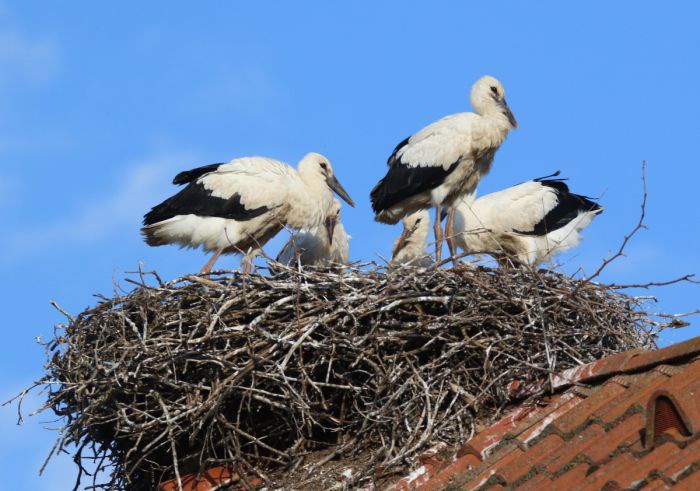 Das Nest eines Weißstorchs auf einem Hausdach. Darin befinden sich fünf Jungtiere.
