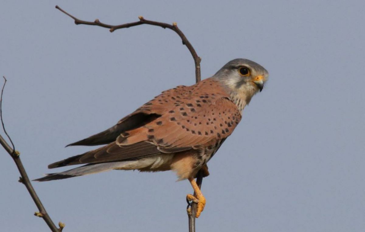 Ein Turmfalke sitzt auf einem Ast.