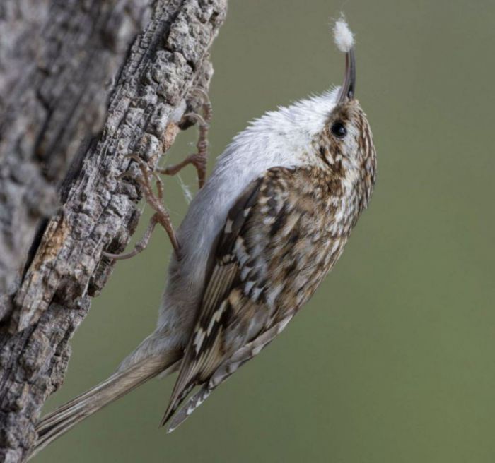 Ein braun gescheckter Vogel mit weißem Bauch läuft einen Baumstamm hinauf. Im Schnabel trägt er Nestmaterial.