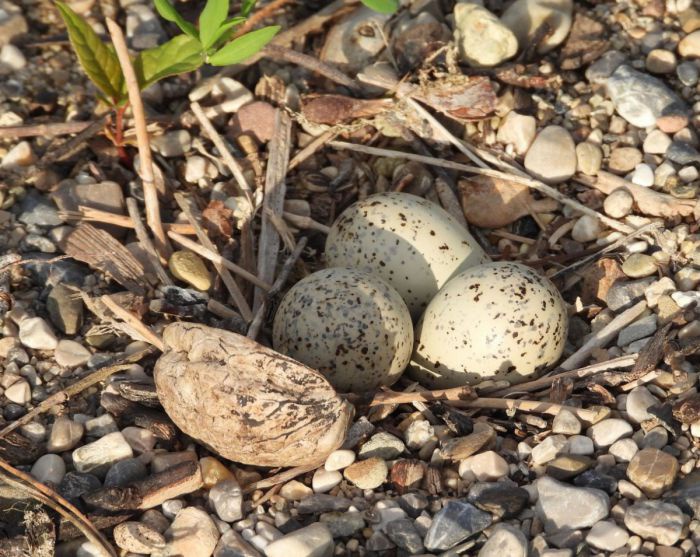 Drei Eier mit heller Schale und dunklen Sprenkeln liegen zwischen Kieselsteinen.