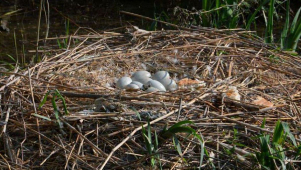 In einem Nest aus Schilf liegen neun große, weiße Eier.