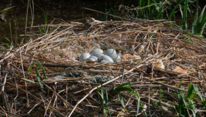 In einem Nest aus Schilf liegen neun große, weiße Eier.