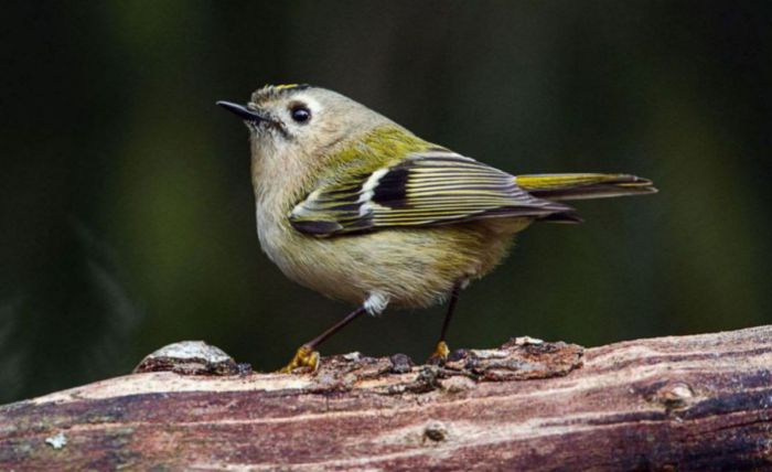 Ein kleiner Vogel mit grün-gelb-grauen Gefieder sitzt auf einem Ast.