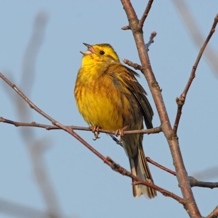 Ein Vogel mit einem gelb-gold-braunen Gefieder sitzt auf einem kleinen Ast.