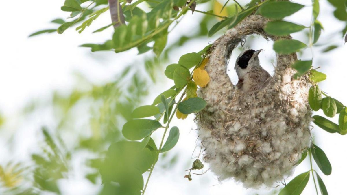 Das Nest der Beutelmeise hat die Form eines Beutels und hängt von einem Ast. Der Kopf eines Vogels mit schwarzer Augenzeichnung ist zu sehen.