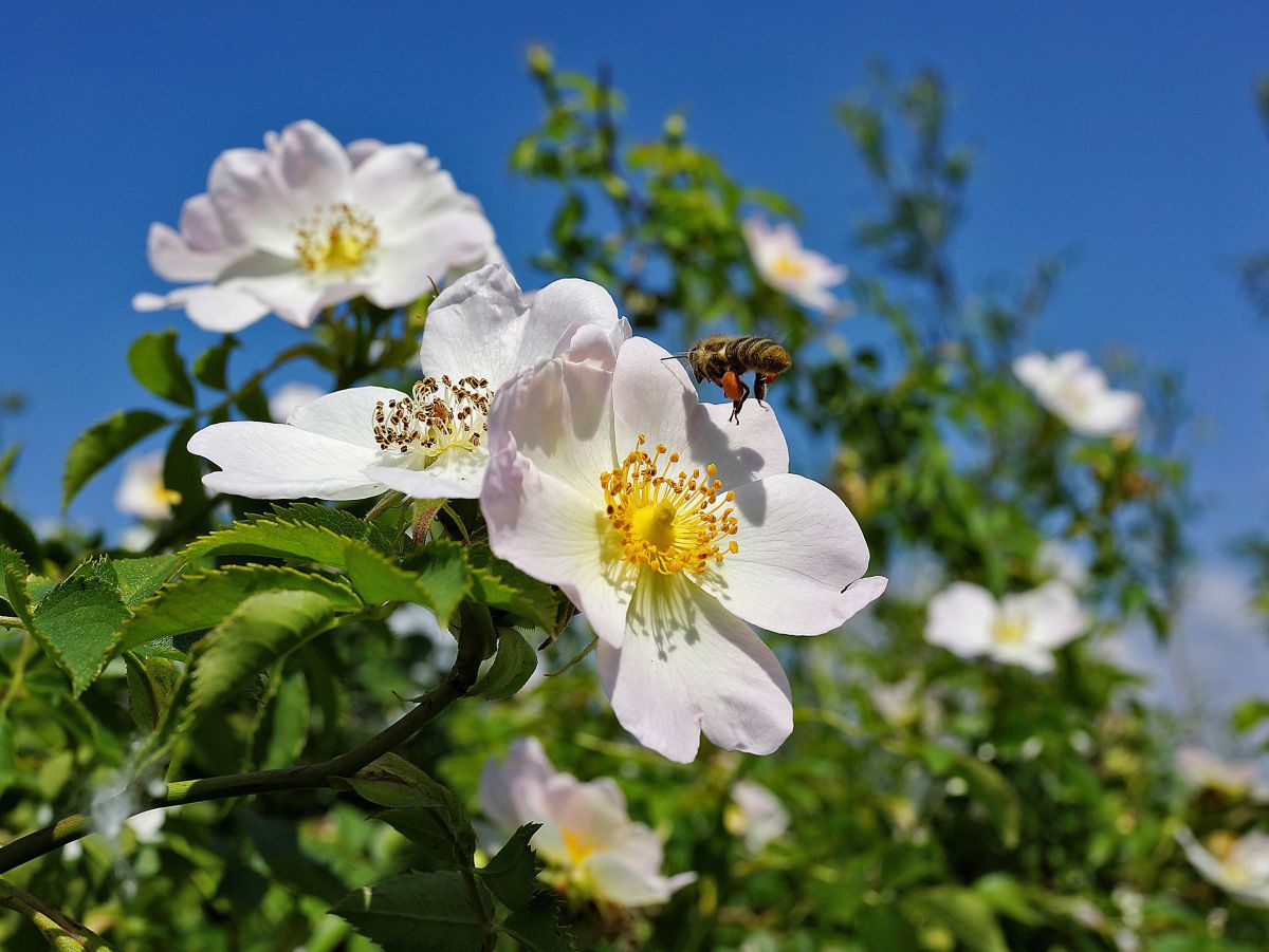 Auf einer der zahlreichen weissen Blüten einer Heckenrose lässt sich eine Biene nieder.