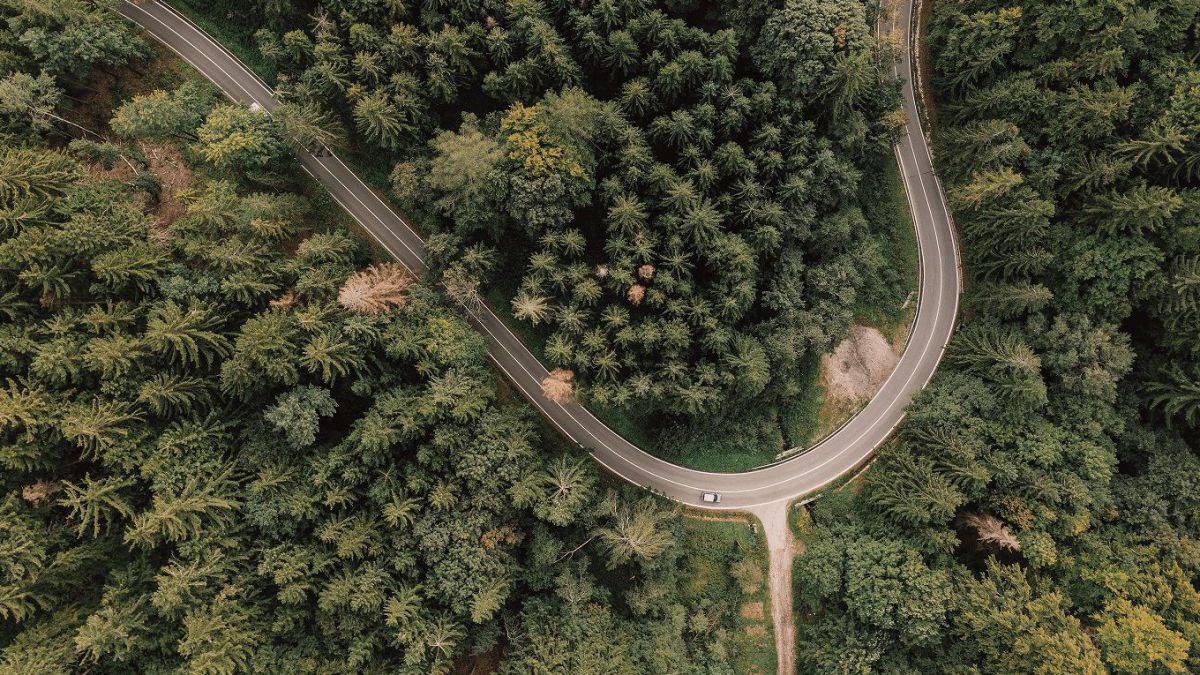 Aus der Vogelperspektive sieht man eine Straße durch einen Wald führen.