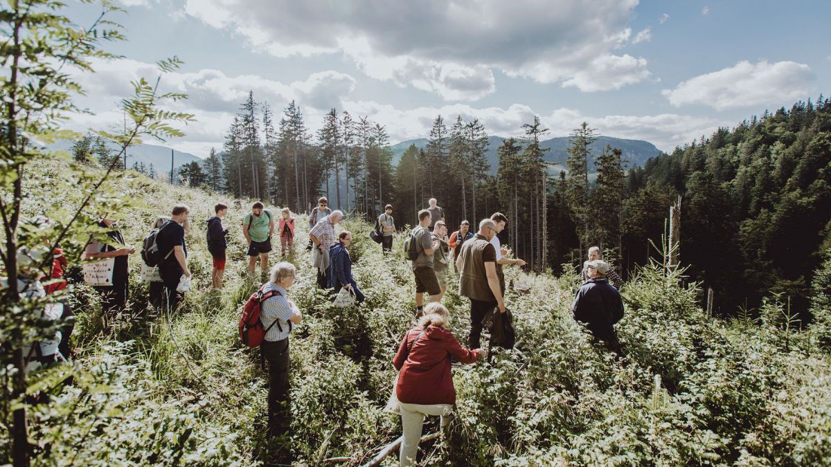 Eine Gruppe von Menschen verschiedenen Alters wandert durch einen hochgelegenen Jungnadelwald.