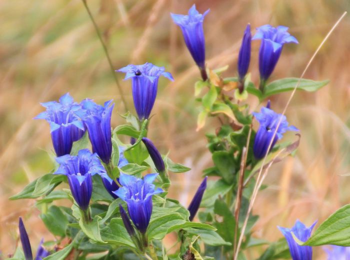 Eine Detailaufnahme der blauvioletten Enzianblüten.