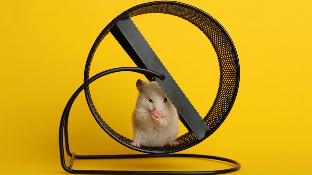 Ein Hamster sitzt in einem Hamsterrad und putzt sich, der Hintergrund ist gelb.