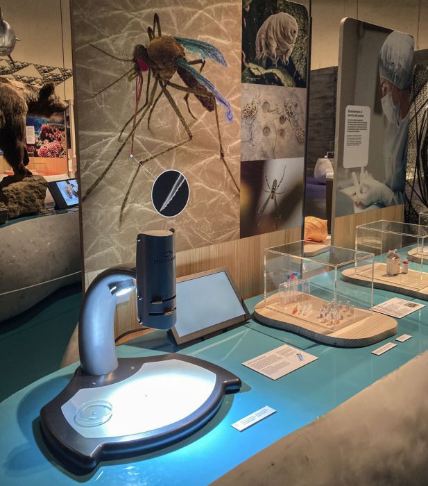 Eine Ausstellungsinsel mit medizinischen Kanülen und Detailansichten einer Stechmücke. 