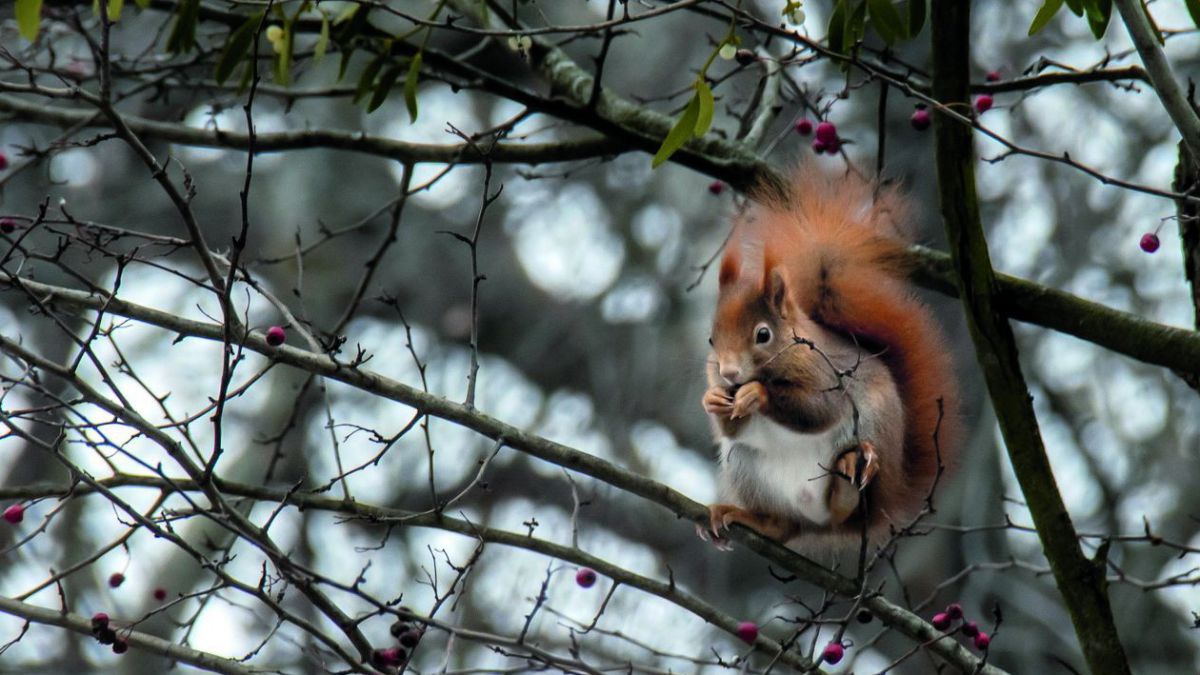 Ein rotbraunes Eichhörnchen sitzt in einem winterlich blattlosen Wildrosenstrauch und knabbert an einer Hagebutte, die es mit den beiden Vorderpfoten hält.