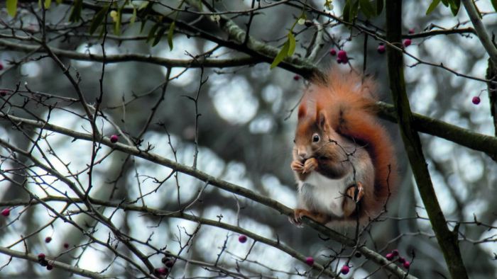 Ein rotbraunes Eichhörnchen sitzt in einem winterlich blattlosen Wildrosenstrauch und knabbert an einer Hagebutte, die es mit den beiden Vorderpfoten hält.